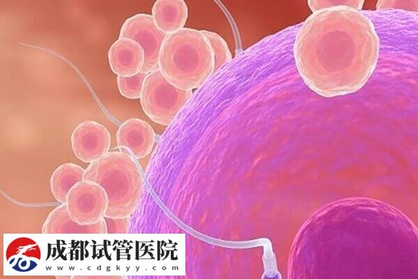 试管婴儿能不能怀孕主要看什么(图2) 试管婴儿能不能怀孕主要看什么(图2)